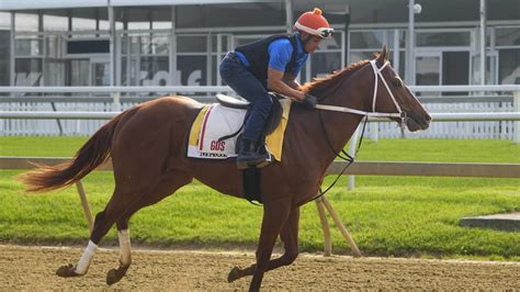 preakness stakes odds